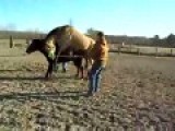 Смотреть Видео Мужик Ебет Лошадь